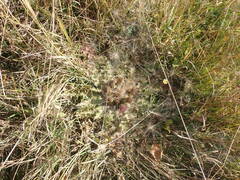 Cirsium acaule esculentum