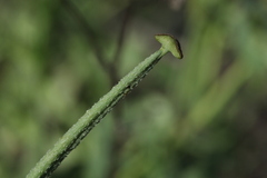 Glaucium corniculatum