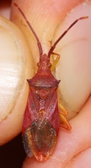 Gonocerus insidiator