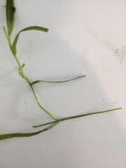 Potamogeton ochreatus