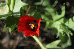 Glaucium corniculatum