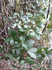 Cissus striata