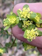 Pimelea flava