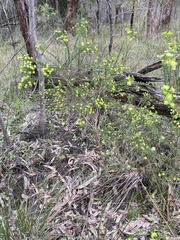 Pimelea flava