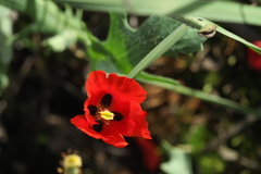 Glaucium corniculatum