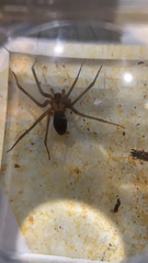 Loxosceles reclusa
