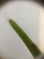 Potamogeton ochreatus