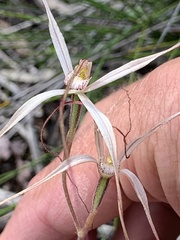 Caladenia capillata