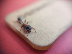 Tetraponera rufonigra