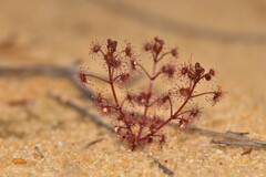 Drosera humilis