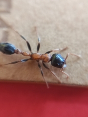 Tetraponera rufonigra