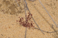 Drosera humilis