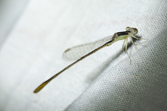 Agriocnemis