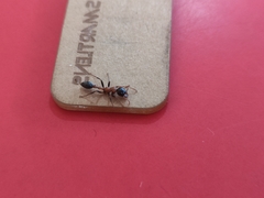 Tetraponera rufonigra