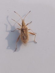 Harmostes reflexulus