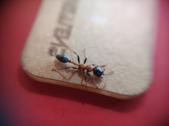 Tetraponera rufonigra