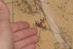 Drosera humilis