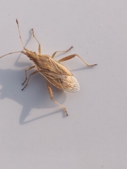 Harmostes reflexulus