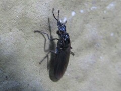 Bibionidae