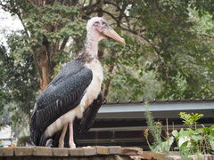 Leptoptilos crumenifer