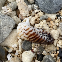 Lamarcka ventricosa