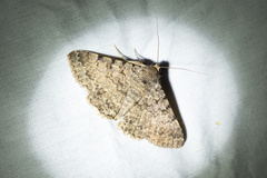Polydesma