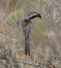 Lophoceros nasutus