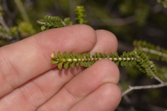 Melaleuca aestiva