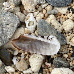 Lamarcka ventricosa