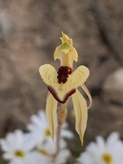 Caladenia cardiochila