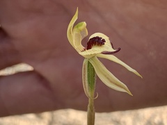 Caladenia cardiochila