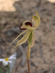 Caladenia cardiochila