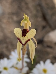Caladenia cardiochila