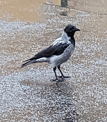Corvus cornix