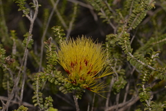 Melaleuca aestiva