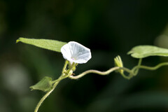 Ipomoea biflora