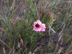 Monsonia speciosa