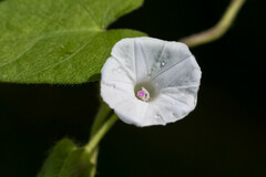 Ipomoea biflora
