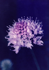 Traunsteinera globosa