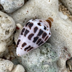 Conus ebraeus