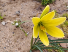 Zephyranthes bagnoldii