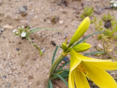 Zephyranthes bagnoldii