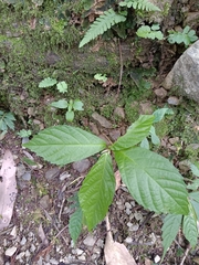 Chloranthus oldhamii