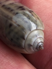 Oliva oliva