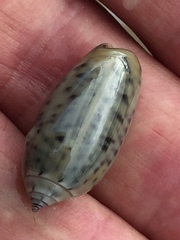 Oliva oliva