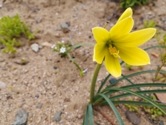 Zephyranthes bagnoldii