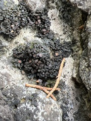 Enchylium polycarpon