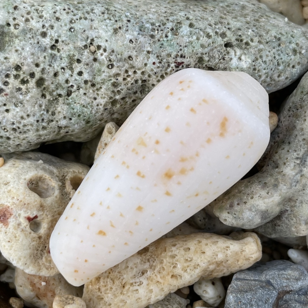 Conus cinereus