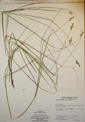 Carex atlantica atlantica