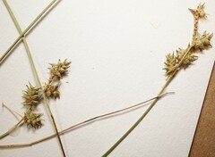 Carex atlantica atlantica